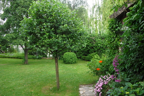 Florians Baum im Garten